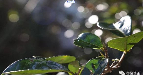 白莺山古树普洱茶：岁月沉淀的味道与文化传承