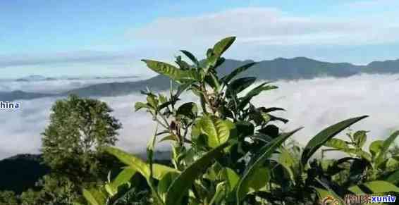 新 '大雪山普洱茶：源自哪个独特茶区的醇厚风味'