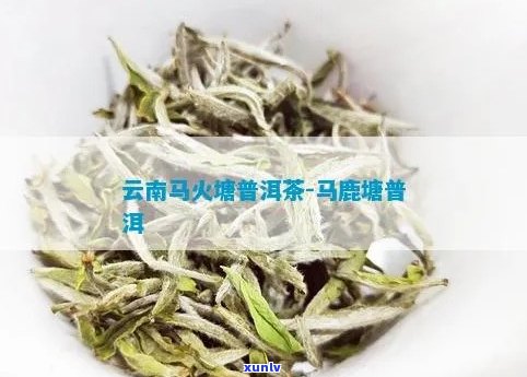 马鹿塘普洱茶：香味、品质、口感全面解析，看看是否合你的口味？