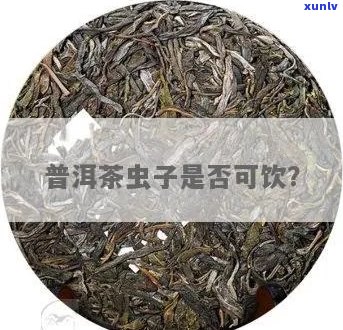 普洱茶不生虫能喝吗