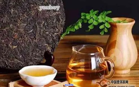 新 普洱茶泡法与适量饮用建议 包含的关键词有：普洱茶、泡法、适量饮用。