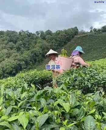 大渡岗普洱茶品质、口感、功效与选购指南：一篇全面了解的详细解析