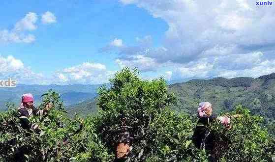 云南普洱茶十大名山：寨排名、头、是哪些、茶山完整列表