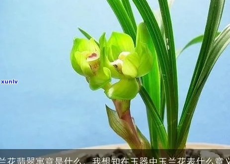 翡翠兰花的寓意与象征：春日送花的特殊意义