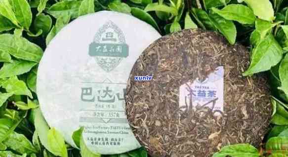 巴达普洱茶全面解析：品质、口感、功效与泡法，解答用户所有疑问