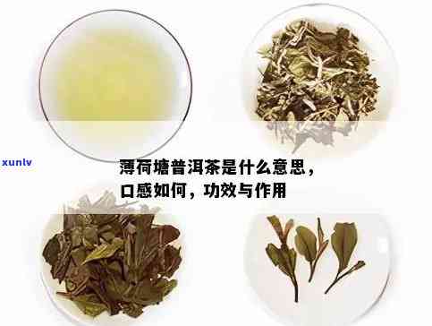 薄荷塘普洱茶是什么意思？口感如何？功效与作用有哪些？