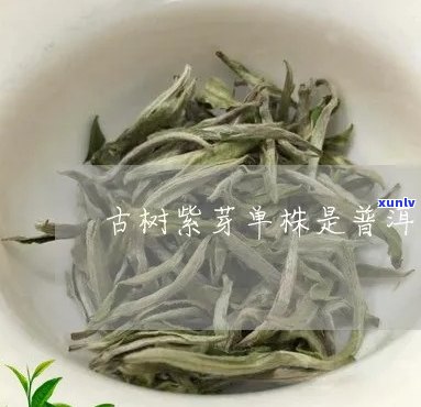 古树紫芽苞是普洱茶