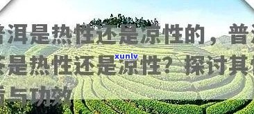 曼松普洱茶2014年生茶200克：价格、品质及冲泡 *** 全面解析