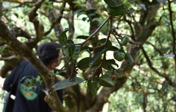 五顶山名山古树普洱茶：一款独具匠心的高品质茶叶之旅