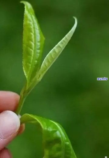 普洱茶叶片上的绿色斑点：真相揭秘与是否可饮用的探讨