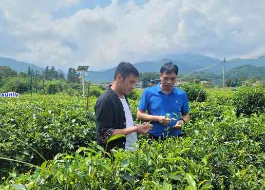 罗号茶叶专业合作社：提供优质茶叶，助力农民增收，探索合作新模式