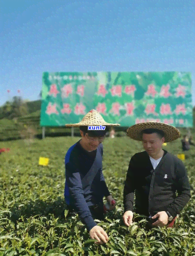 罗号茶叶专业合作社：提供优质茶叶，助力农民增收，探索合作新模式