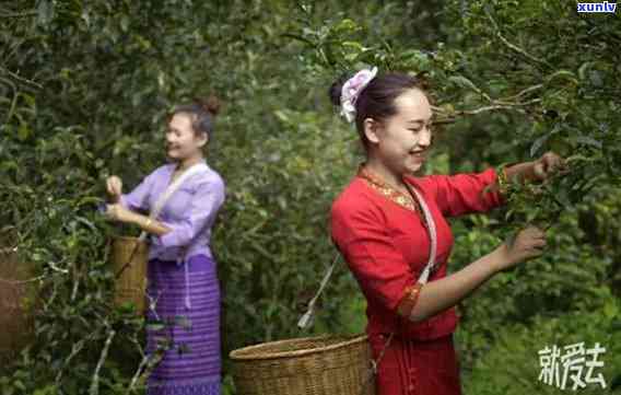 新一箱普洱茶饼包含多少饼？详细普洱茶饼数量计算 *** 解析