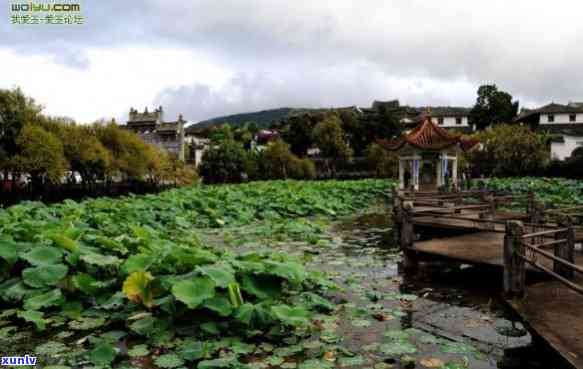 腾冲荷花翡翠小镇：探索最美的荷花之乡与翡翠文化旅游胜地