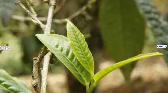 普洱茶里有一片树叶