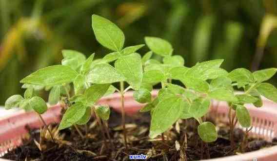 从种子到翡翠：全方位指南培育绿色豆种植物