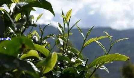 普洱茶价格区间解析：一斤普洱茶到底要多少钱？