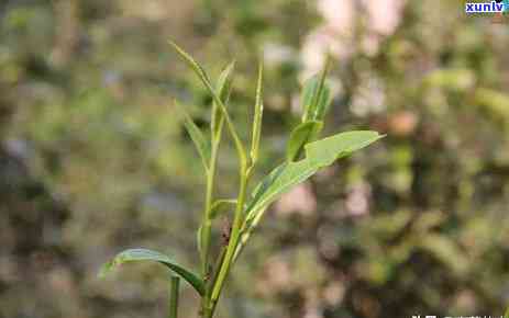 普洱茶饼的外观与内质有何差异？如何鉴别与品鉴？