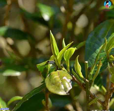 古树普洱茶：品质特征、 *** 工艺与品饮 *** 的全面解析