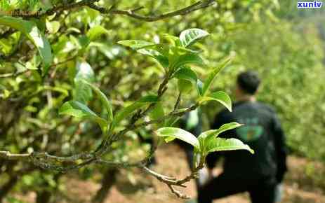 古树普洱茶：品质特征、 *** 工艺与品饮 *** 的全面解析