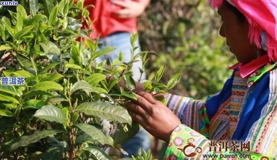 云南岩子头古树普洱茶：独特风味与醇厚口感的完美融合