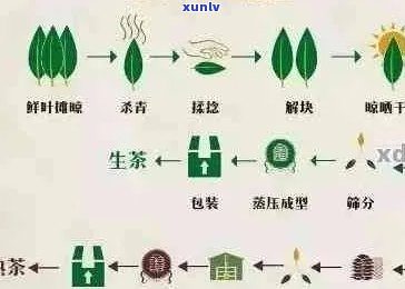 千渝号普洱茶：品种、产地、 *** 工艺及品饮技巧的全面解析与推荐