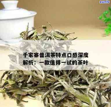 千家寨普洱茶哪里生产发布会：口感特点揭秘