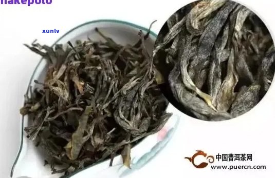 古树普洱茶鉴别指南：如何识别真正的古树茶？