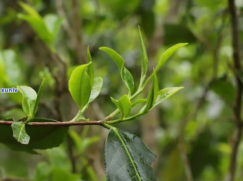 古树普洱茶鉴别指南：如何识别真正的古树茶？