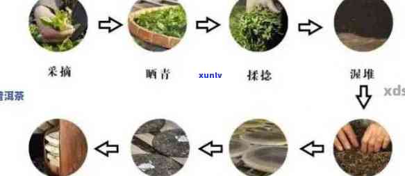 深入了解普洱茶的 *** 秘密：工艺流程与发酵技术