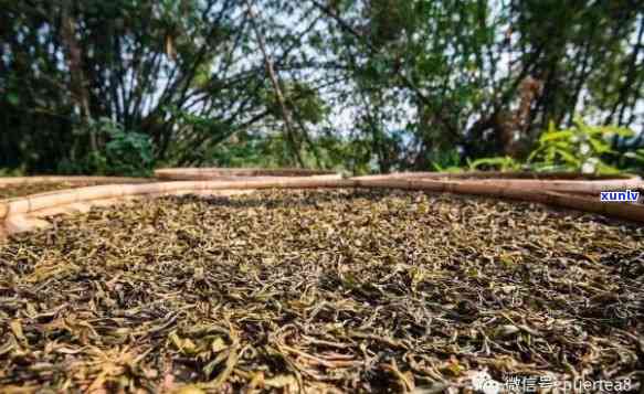 新探索普洱茶 *** 的秘密：一斤干茶所需的叶量是多少？