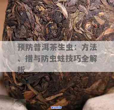 普洱茶饼虫危害及有效防治策略