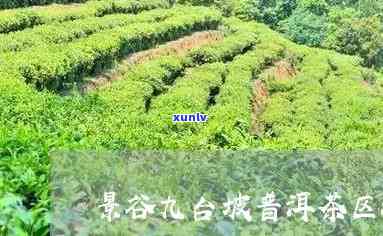 九台坡普洱茶的产地及特点：哪个茶区生产的茶叶？