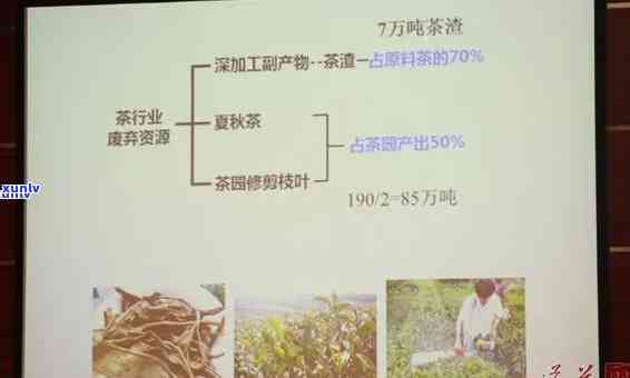 广东省农科院茶叶：品种、种植技术、加工工艺、茶文化与品鉴全方位解析