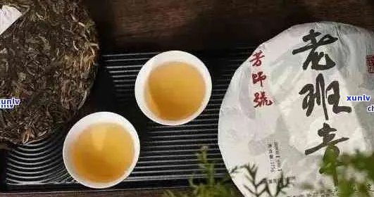 六大茶山班章正山普洱茶：古树茶的香气与韵味，品尝与鉴的极致体验