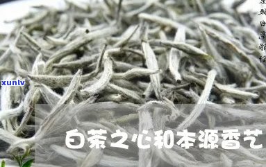 白豪银尖是普洱茶吗？还是绿茶或白茶？价格和口感如何？