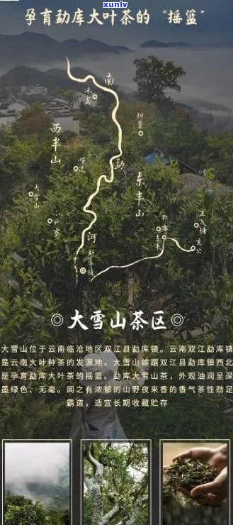 普洱茶大雪山：特点、产地与价格，带你了解这款茶叶的排名和产区