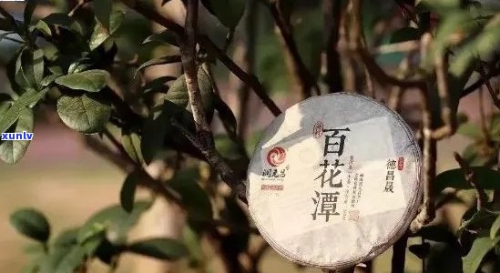 百花潭普洱茶：产区、品种、品质与泡法全面解析