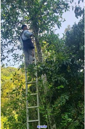 云南百花潭普洱茶：品种特点、口感、功效与选购指南，一文全面解析！