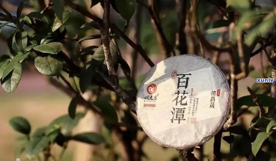 百花潭普洱茶：高端品质还是误导消费者？