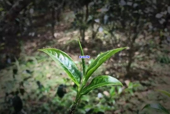 革登古树生普！生长环境特点与口感对比，与其他茶类的区别