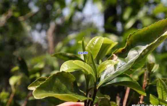 百花岭茶叶：生普洱茶薄片质量与排名，探索百花岭景区的茶叶特色