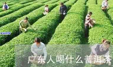 广东话普洱茶怎么说：广州话怎么说？