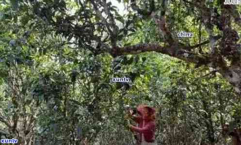 黄草山普洱茶产地、价格表、黄草岭与黄草坝的茶叶特点简介。