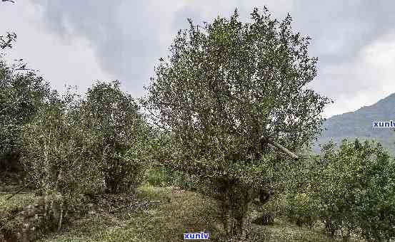 黄草岭古树普洱茶：云南原生态茶叶的珍品与传承