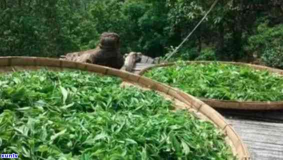 探索普洱茶的魅力：五大知名山头及其独特风味