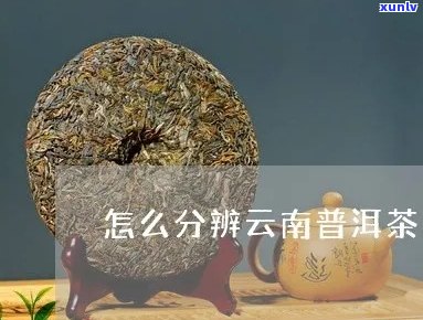 全面解析：云字普洱茶真假辨别 *** 与购买建议