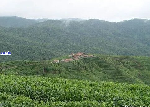 普洱茶七大山头详解：哪七个山头，六大山头排名，六大山头详解