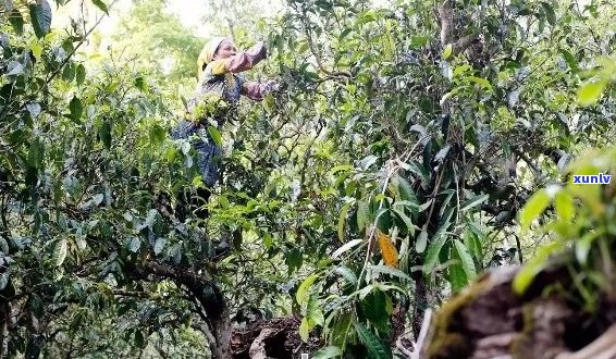 云南普洱茶：探索七大知名山头及其独特风味