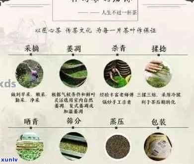 普洱茶与明前春茶：品种特点、 *** 工艺及品饮技巧全方位解析